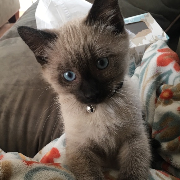 Meet your Posher, Kristen - Picture 2 of 3